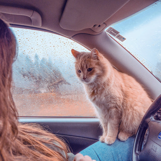 For the Pet Owner / Outdoor Adventurer